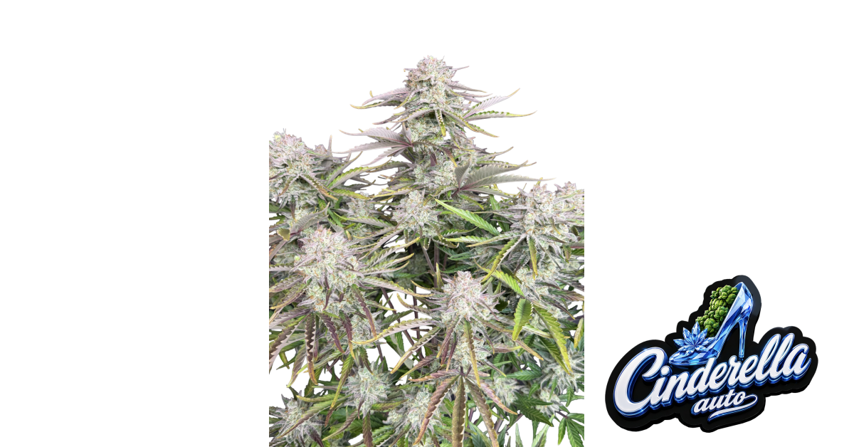 Cinderella Auto — breeder photo