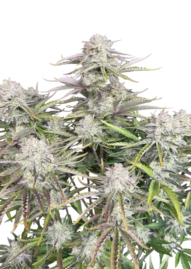 Photo of Cinderella Auto