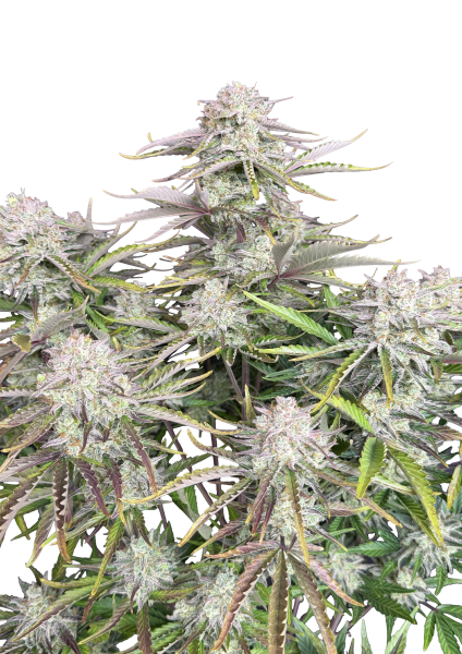 Cinderella Auto