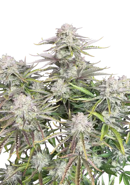 Photo of Cinderella Auto