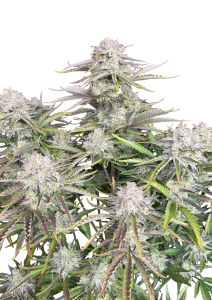 Cinderella Auto
