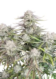 Photo of Cinderella Auto