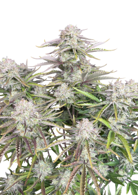Cinderella Auto