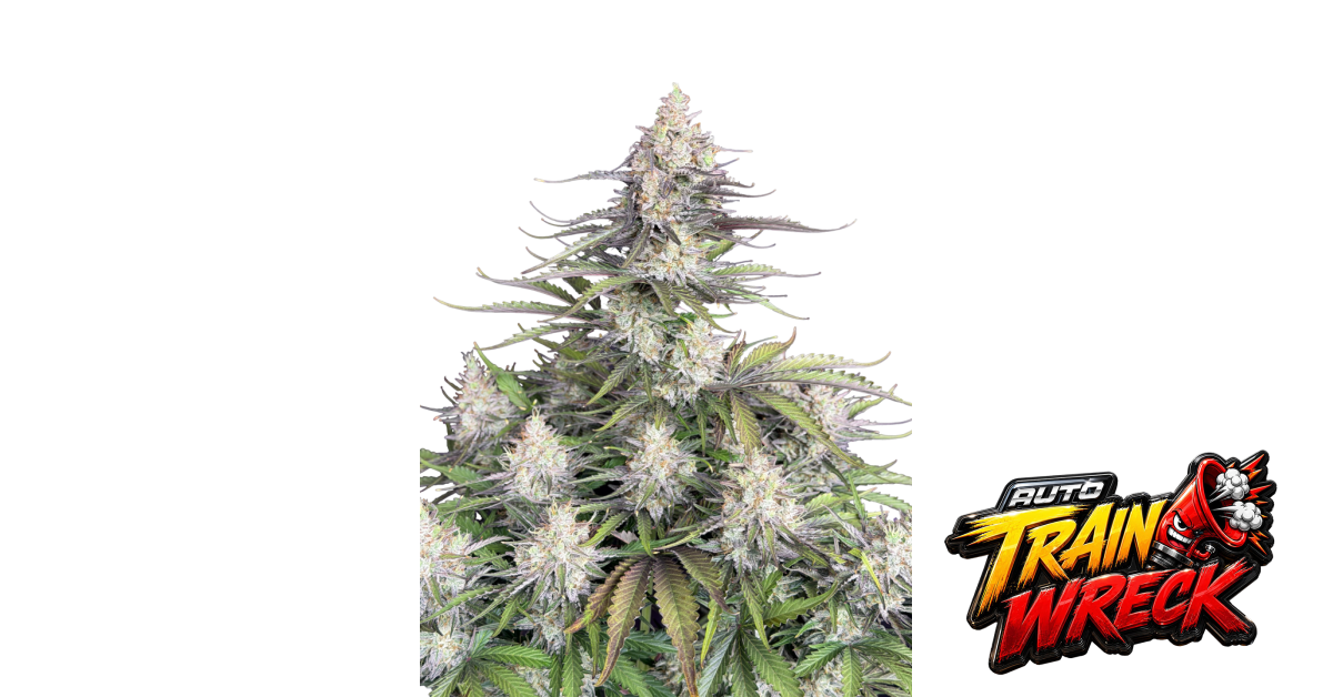 Trainwreck Auto — breeder photo
