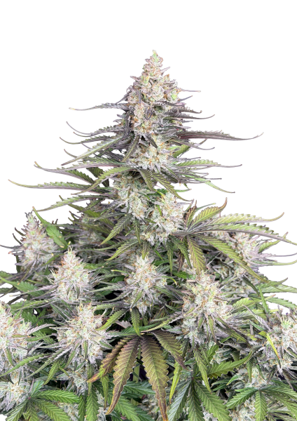 Trainwreck Auto