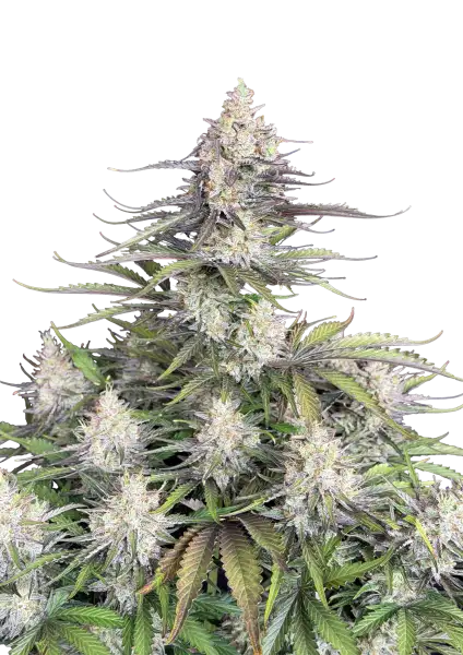 Photo of Trainwreck Auto