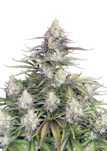 Trainwreck Auto