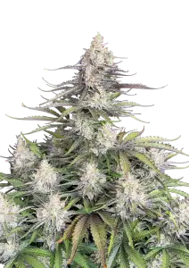 Photo of Trainwreck Auto