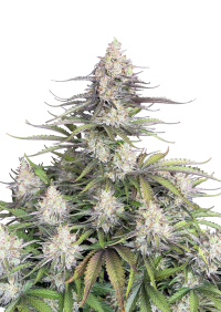 Trainwreck Auto