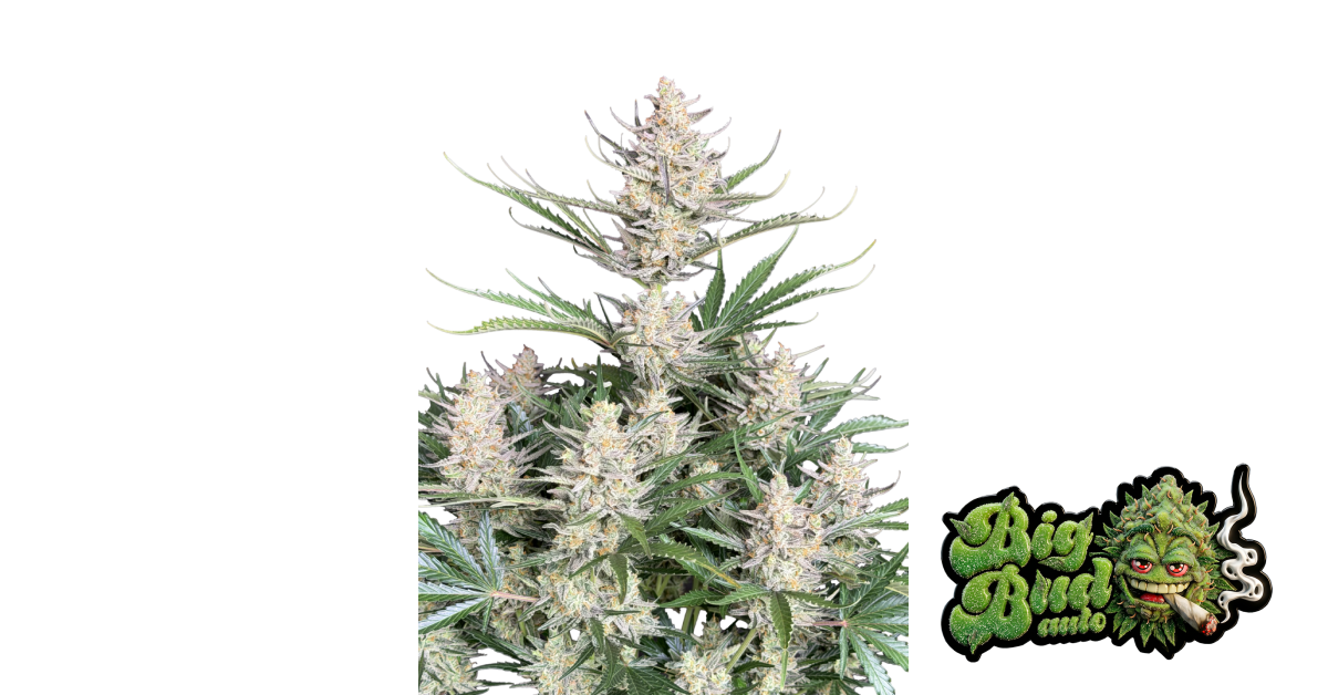 Big Bud Auto — breeder photo