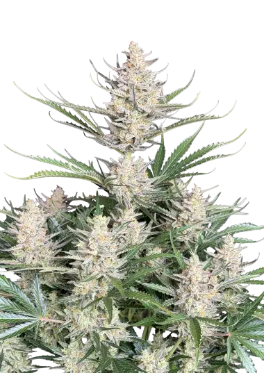 Photo of Big Bud Auto