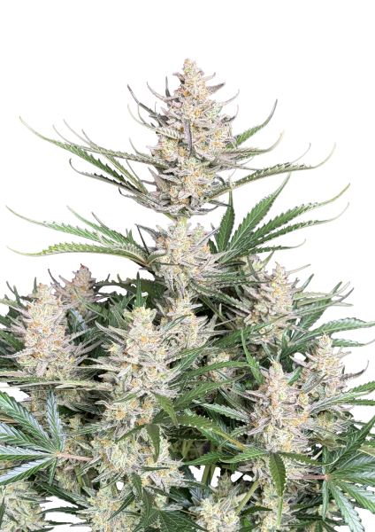 Big Bud Auto