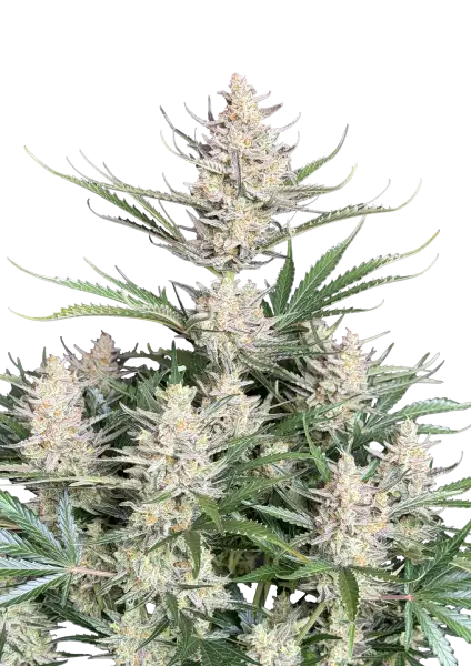 Photo of Big Bud Auto
