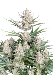 Big Bud Auto