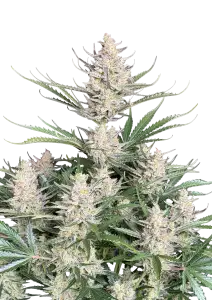 Photo of Big Bud Auto
