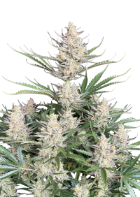 Big Bud Auto