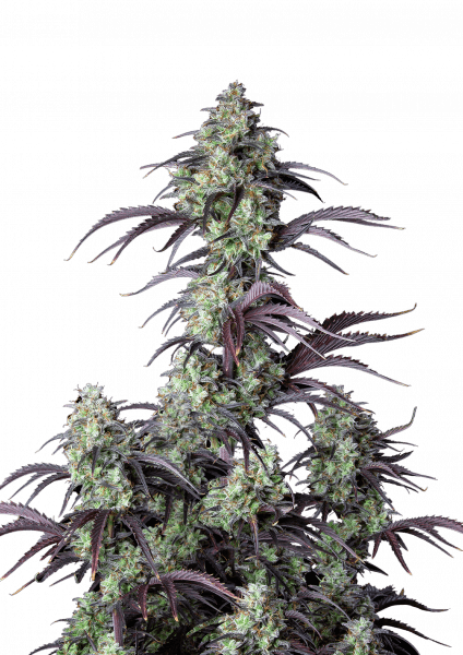 Mimosa Cake Auto cannabis strain by Fast Buds