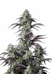 Photo of Mimosa Cake Auto