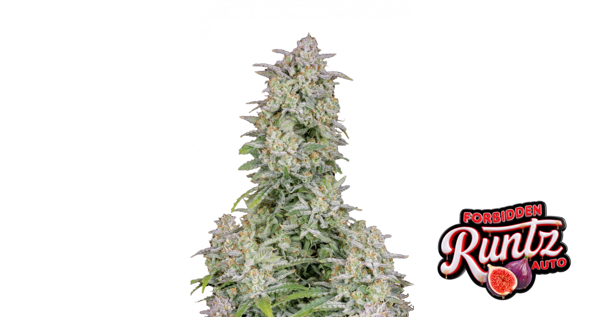 Forbidden Runtz Auto — breeder photo