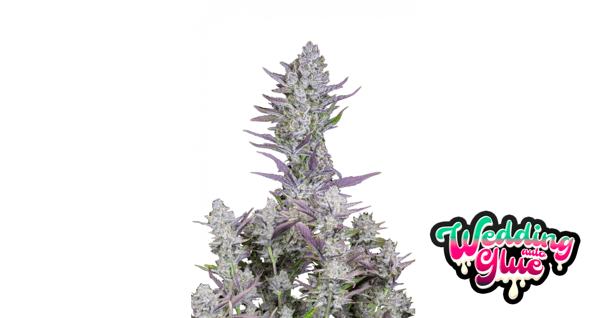 Wedding Glue Auto