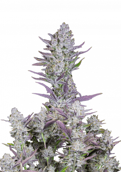 Wedding Glue Auto