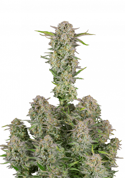 Bruce Banner Auto cannabis strain by Fast Buds