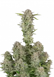 Photo of Bruce Banner Auto
