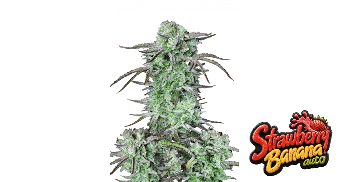 Strawberry Banana Auto — breeder photo