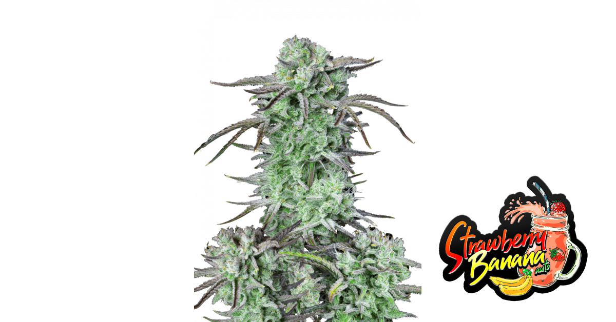 Strawberry Banana Auto