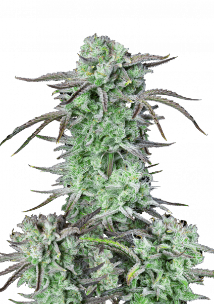 Strawberry Banana Auto