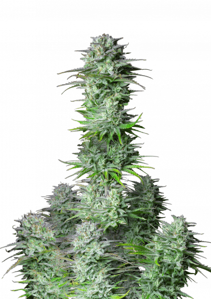 Kosher Cake Auto cannabis strain by Fast Buds