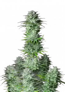 Photo of Kosher Cake Auto