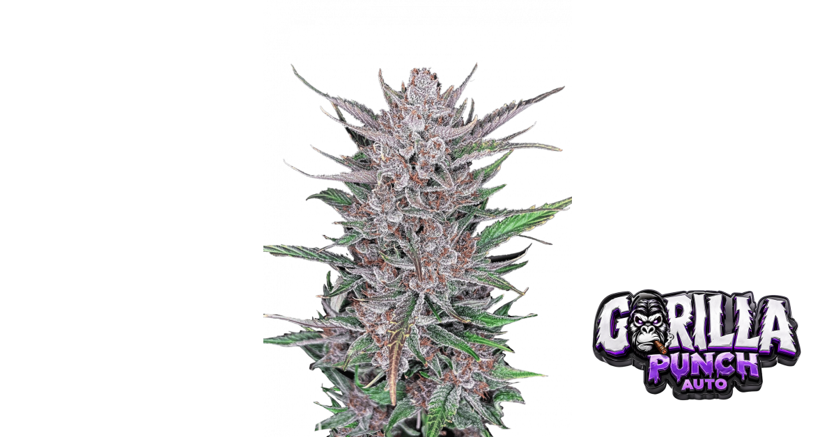 Gorilla Punch Auto 1 St. Fast Buds