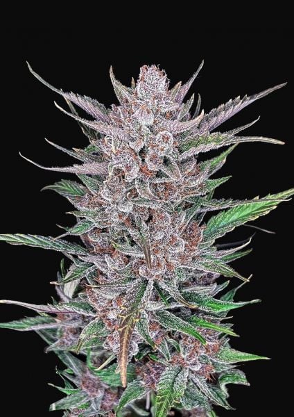 Crazy Glue Strain - Hybrid Cannabis Video, THC, Terpenes : Hytiva