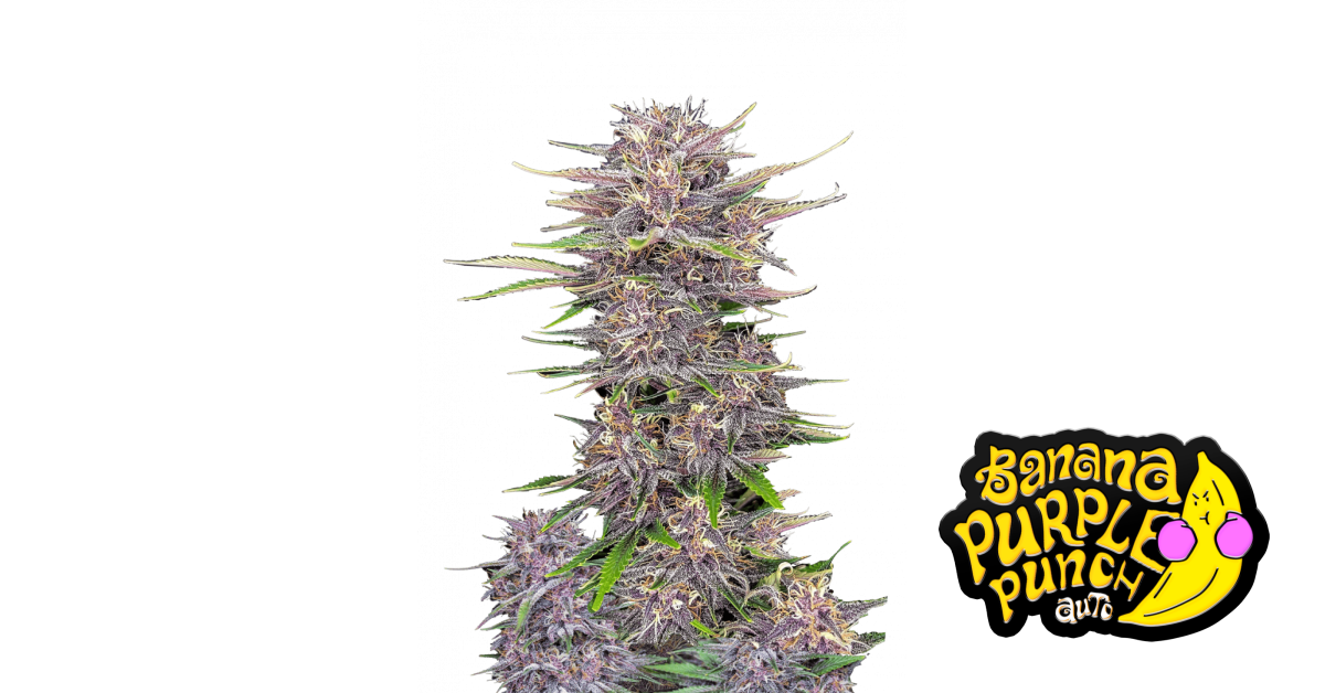 Banana Purple Punch Auto — breeder photo