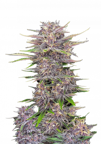 Banana Purple Punch Auto