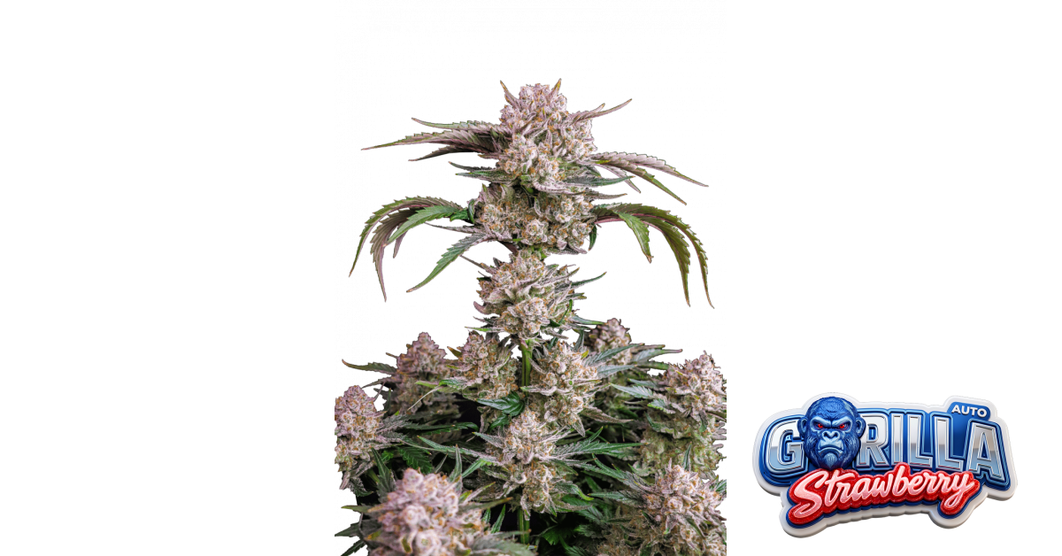 Strawberry Gorilla Auto — breeder photo