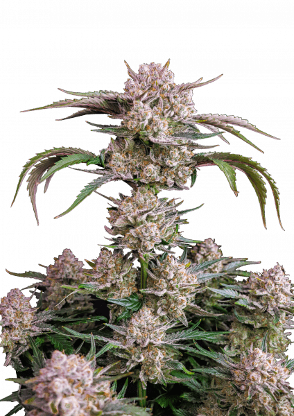 Strawberry Gorilla Auto