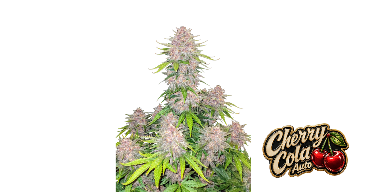 Cherry Cola Auto — breeder photo