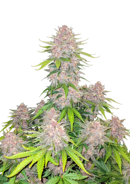 Cherry Cola Auto