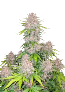 Photo of Cherry Cola Auto