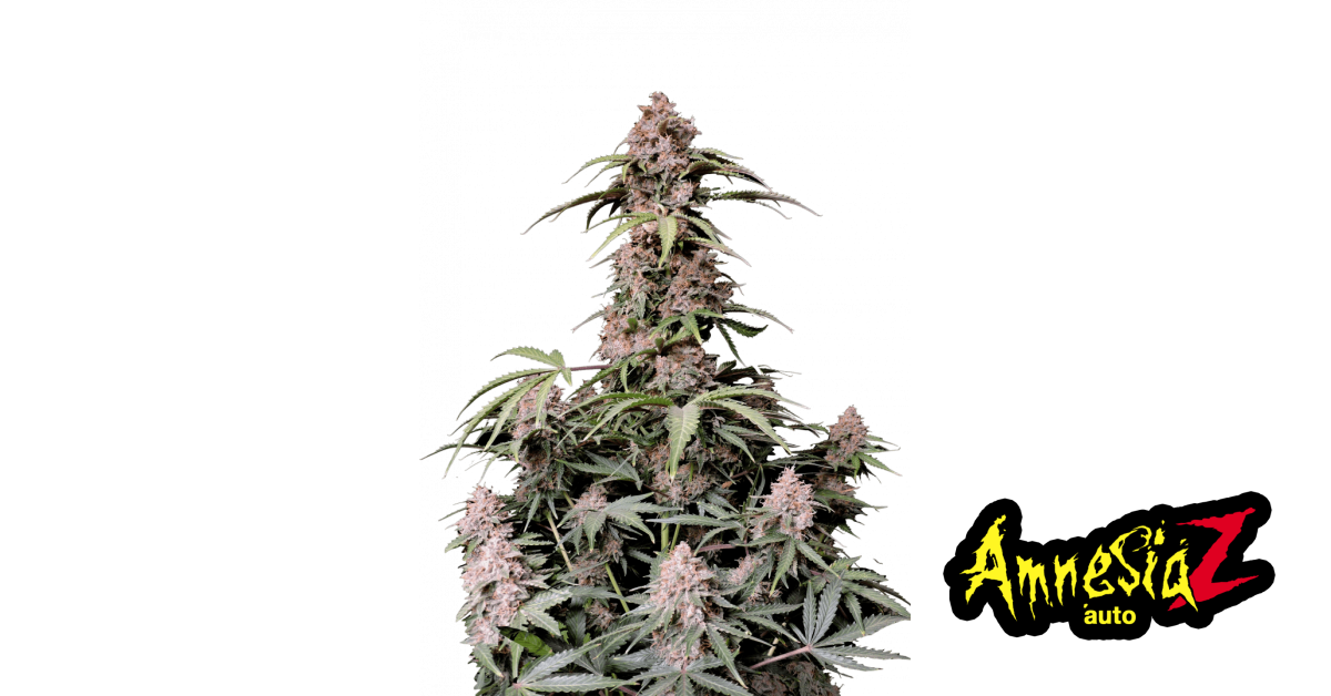 Buy Amnesia Z Auto Cannabis Seeds | 42 Fast Buds United States
