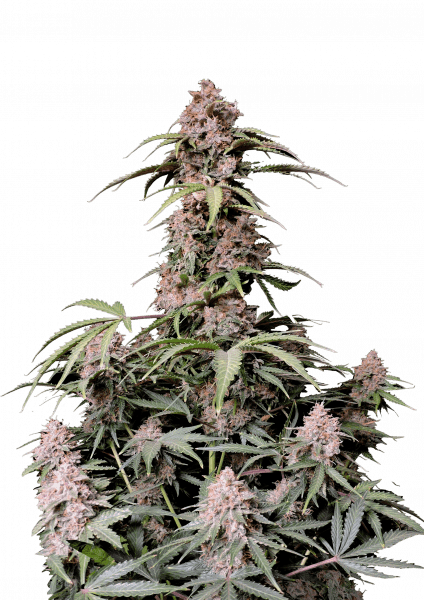 Amnesia Z Auto