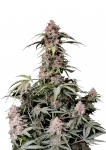 Photo of Amnesia Z Auto