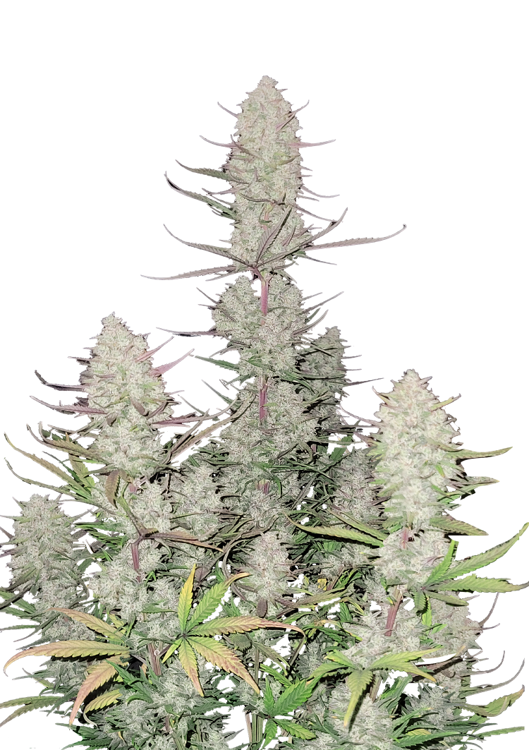 Buy Tropicana Cookies Auto Cannabis Seeds 42 Fast Buds United States