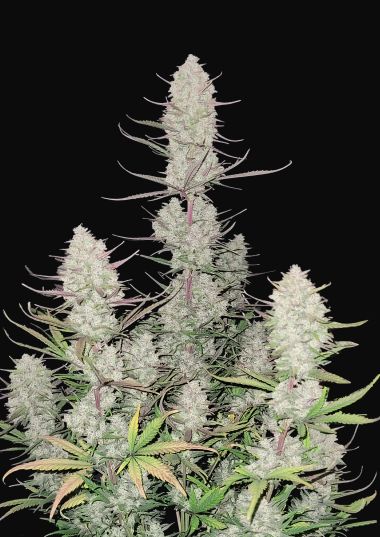 Buy Tropicana Cookies Auto Cannabis Seeds | Fast Buds