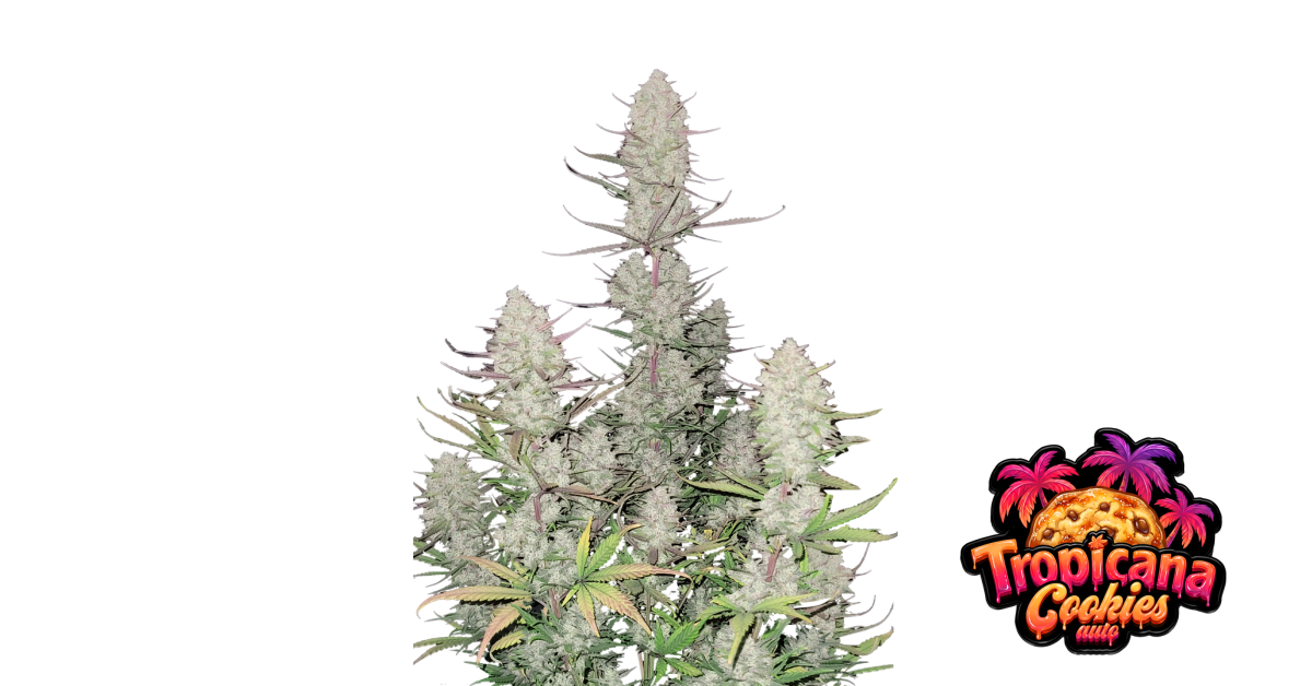 Tropicana Cookies Auto — breeder photo