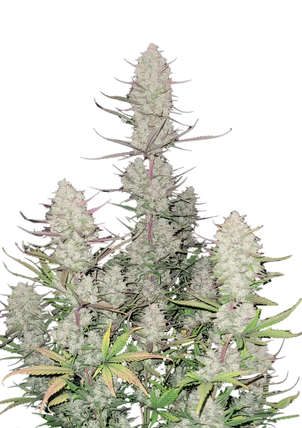 Tropicana Cookies Auto cannabis strain by Fast Buds