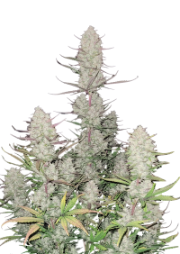 Tropicana Cookies Auto