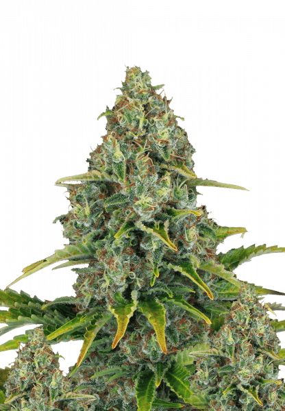 Blueberry Cheese Auto